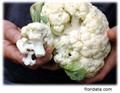 Brassica oleracea Botrytis